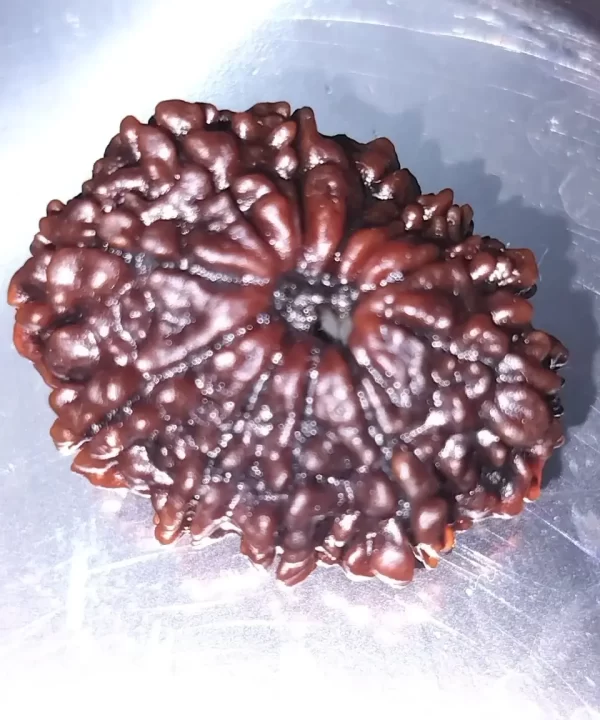 Rudraksha 11 Mukhi