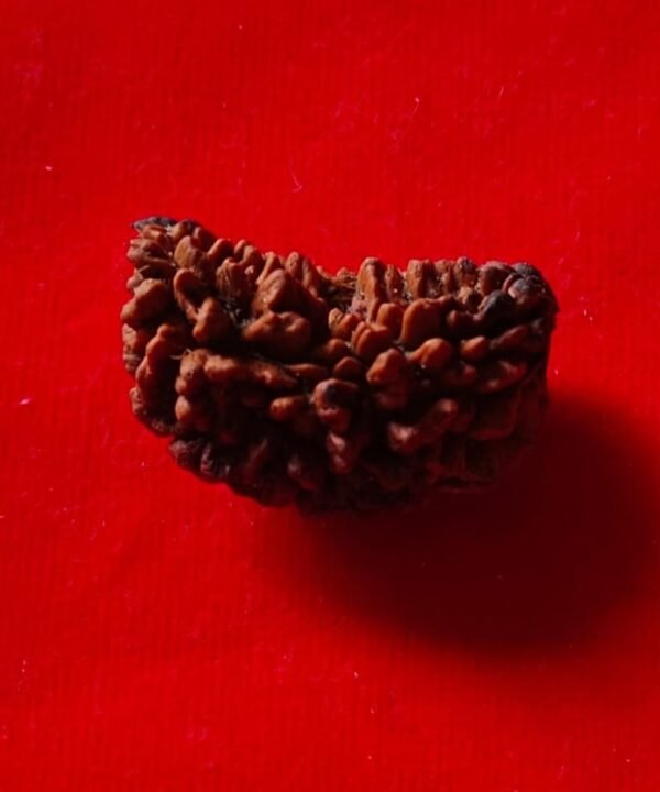 One Mukhi Rudraksha | Spiritual Awakening & Moksha