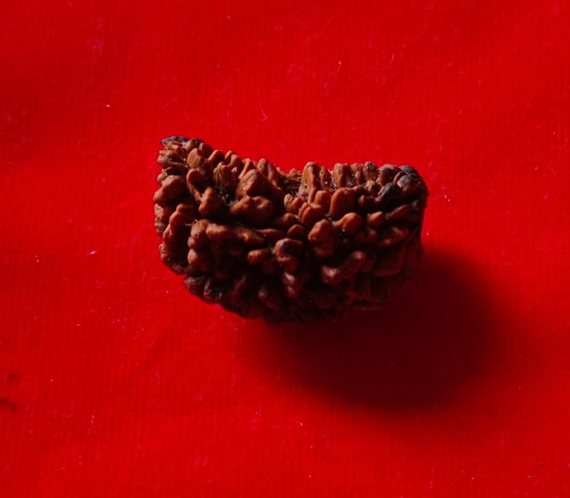 1 Mukhi Rudraksha