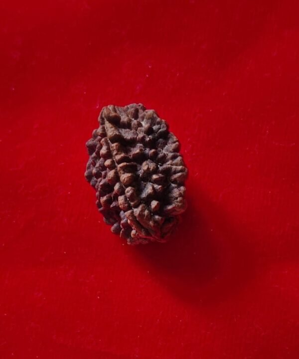 Two Mukhi Rudraksha | Love, Harmony & Balance