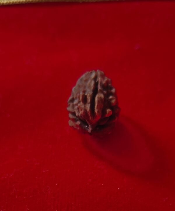 Three Mukhi Rudraksha | Confidence, Karma Cleansing & Power