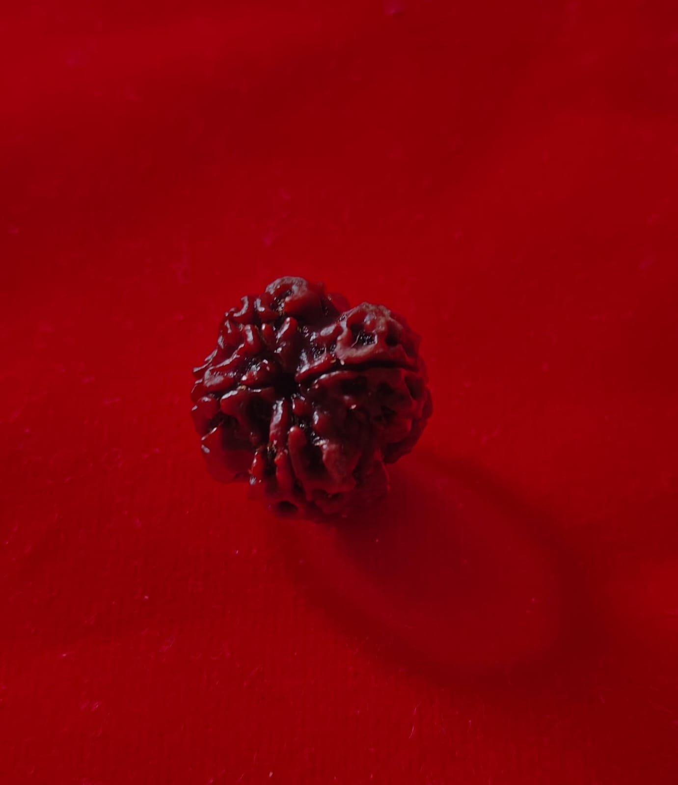 4 Mukhi Rudraksha