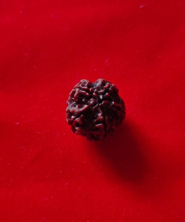 5 Mukhi Rudraksha